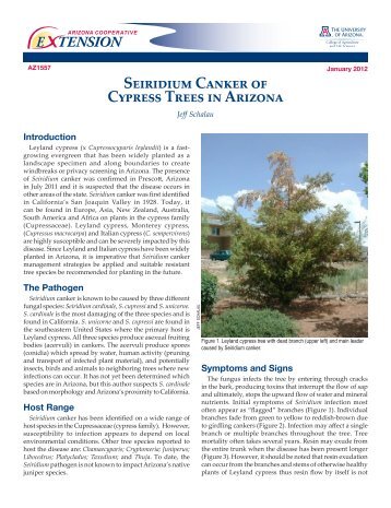 E TENSION Seiridium Canker of Cypress Trees in Arizona