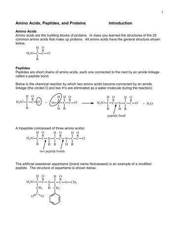 Amino Acids, Peptides, and Proteins