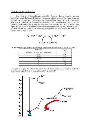 La photosynthèse bactérienne : Une bactérie photosynthétique ...