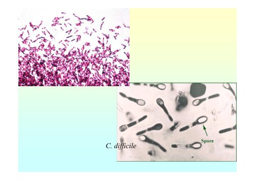 Bactéries anaérobies.pdf