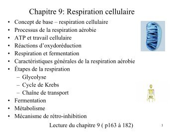 Chapitre 9: Respiration cellulaire - Cours