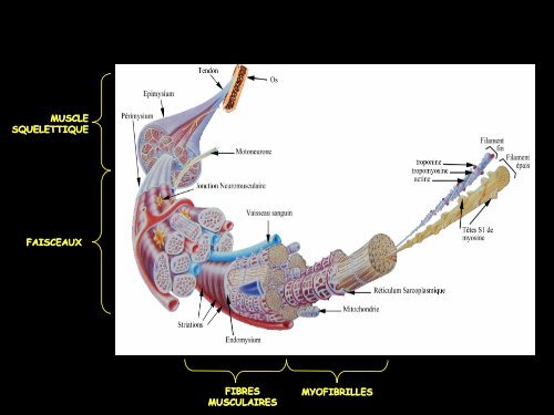 S6 : DIFFERENTS TYPES DE FIBRES MUSCULAIRES ET ...