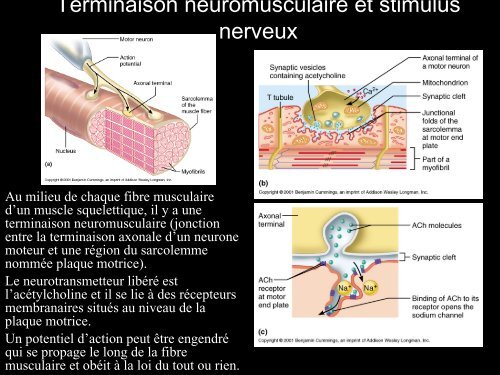 S6 : DIFFERENTS TYPES DE FIBRES MUSCULAIRES ET ...