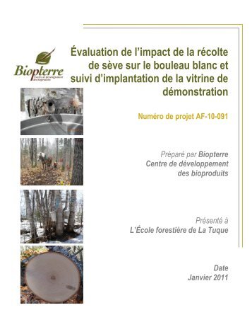 Évaluation de l'impact de la récolte de sève sur le bouleau blanc et ...