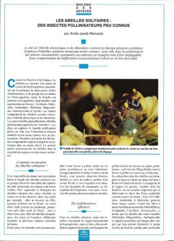 Les abeilles solitaires / Insectes n° 84 - Inra