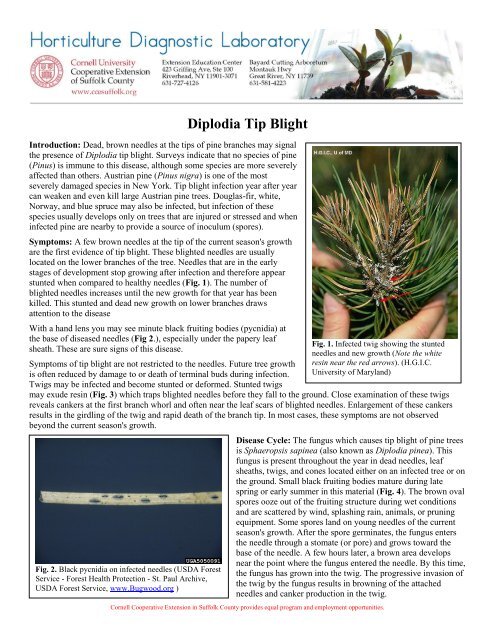 Diplodia Tip Blight - Cornell Cooperative Extension of Suffolk County