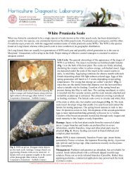 White Prunicola Scale - Cornell Cooperative Extension of Suffolk ...