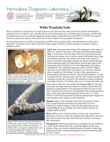 White Prunicola Scale - Cornell Cooperative Extension of Suffolk ...