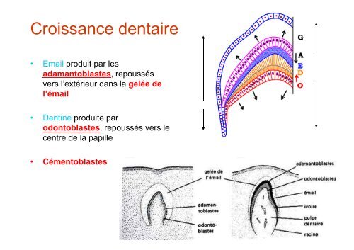 Anatomie dentaire - Université Virtuelle Paris 5