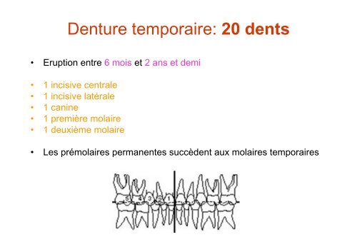 Anatomie dentaire - Université Virtuelle Paris 5