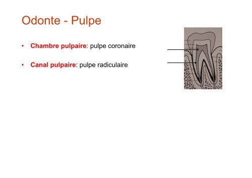 Anatomie dentaire - Université Virtuelle Paris 5