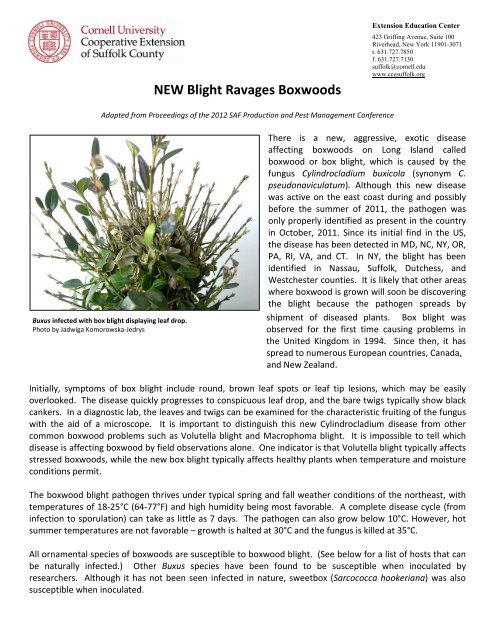 NEW Blight Ravages Boxwoods - Cornell Cooperative Extension of ...