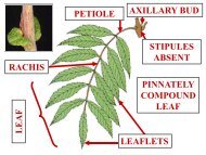 PETIOLE AXILLARY BUD STIPULES ABSENT RACHIS LEAFLETS ...