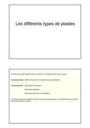 Les différents types de plastes