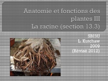 Anatomie et fonctions des plantes III La racine