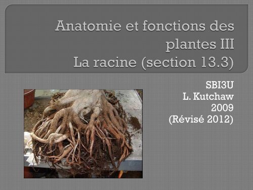 Anatomie et fonctions des plantes III La racine