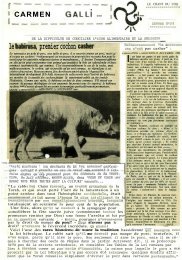 le babirusa, premier cochon casher