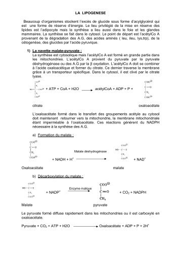 LA LIPOGENESE Beaucoup d'organismes stockent l'excès de ...