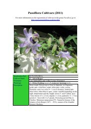 Passiflora 'Janus' - Passion Flowers