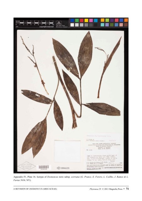 phytotaxa - Magnolia Press