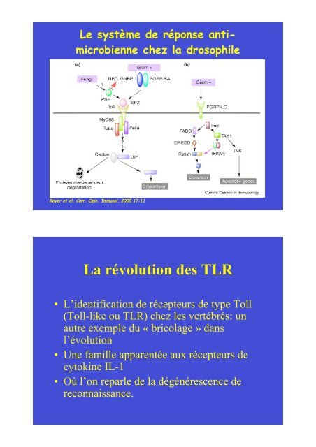 De l'immunité innée à l'immunité adaptative: un continuum. De ...