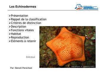 Les Echinodermes Présentation Rappel de la classification Critères ...