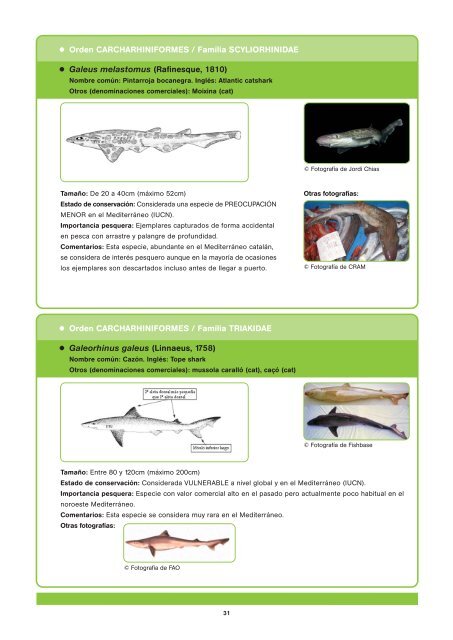 Tiburones y rayas - CRAM