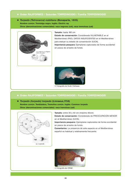 Tiburones y rayas - CRAM