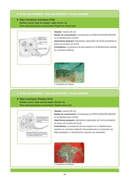 Tiburones y rayas - CRAM