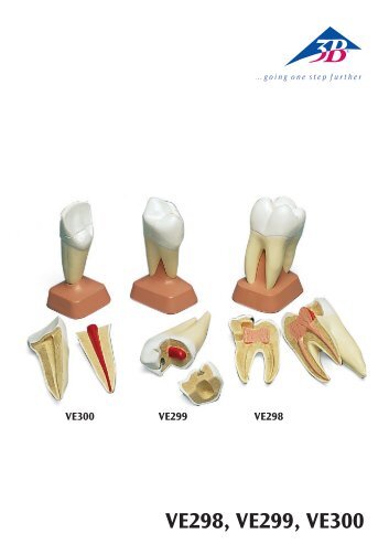 VE298, VE299, VE300 - American 3B Scientific