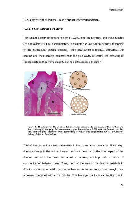 Molecular characterisation of odontoblast during primary, secondary ...