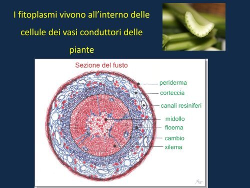 lucidi - INRiM