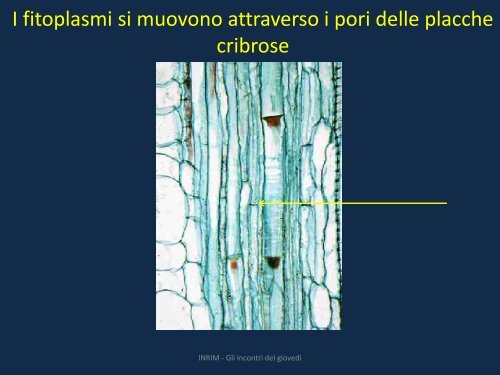 lucidi - INRiM