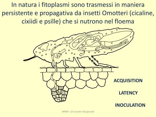 lucidi - INRiM