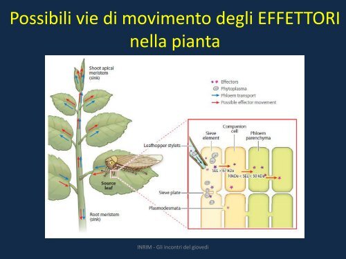 lucidi - INRiM