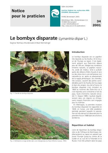 Le bombyx disparate (Lymantria dispar L.) - WSL
