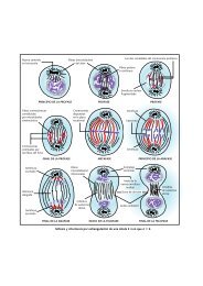 Mitosis y citocinesis por estrangulación de una célula 2 n en que n 2.