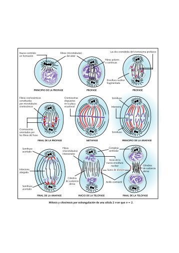 Mitosis y citocinesis por estrangulación de una célula 2 n en que n 2.