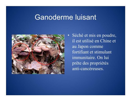 Innoculation de champignons - MAPAQ