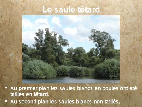 Balade au pays des saules