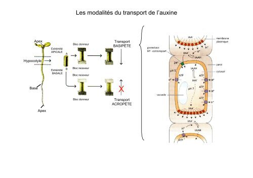 Morphogénèse végétale et établissement du phénotype - Université ...