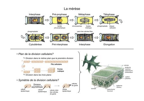 Morphogénèse végétale et établissement du phénotype - Université ...