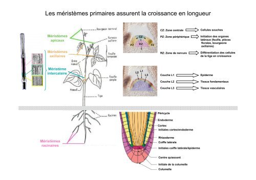 Morphogénèse végétale et établissement du phénotype - Université ...