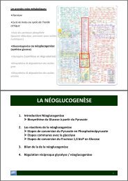 LA NÉOGLUCOGENÈSE - Département de biologie