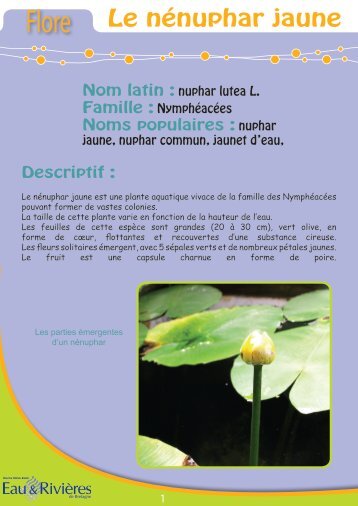 Le nénuphar jaune - Eau et Rivières de Bretagne