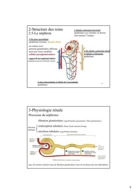 Physiologie rénale - Pauline Neveu