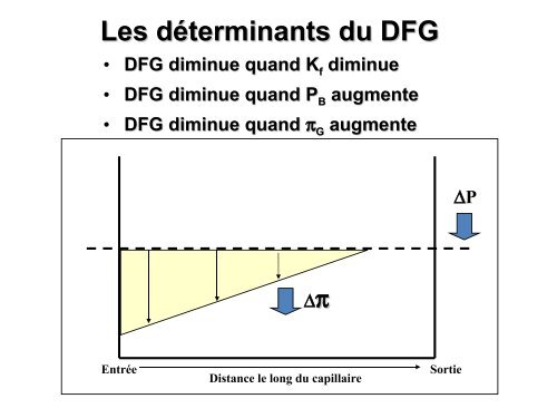 Débit sanguin rénal, filtration glomérulaire et leur régulation