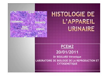 Histologie de l'Appareil Urinaire 2011