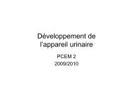 Développement de l'appareil urinaire