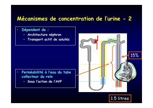 Diabète insipide, néphrogénique congénital - CHU Toulouse